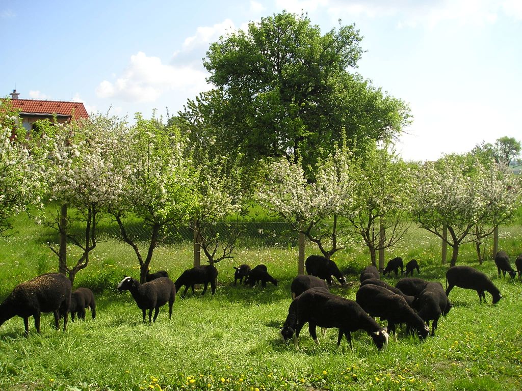 Ovce Hošek - Rodinná farma ovcí plemene Zwartbles